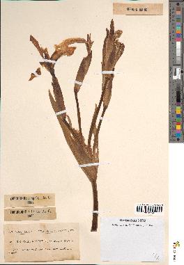 spécimen de Iris pseudacorus