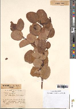 spécimen de Laurus nobilis