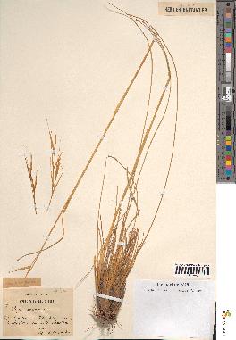 spécimen de Stipa pennata