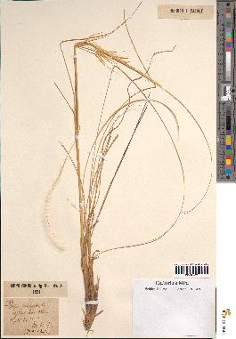 spécimen de Stipa pennata