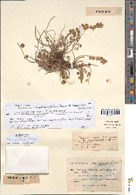 spécimen de Teucrium rotundifolium