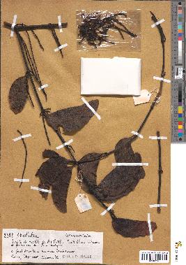spécimen de Korthalsia sp.