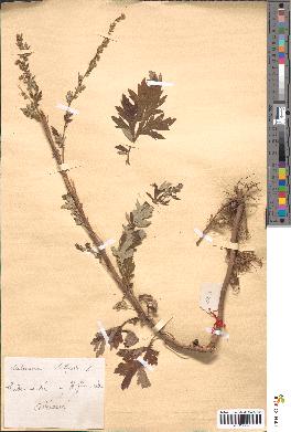 spécimen de Artemisia vulgaris
