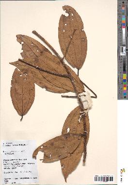 spécimen de Cinnamomum sp.