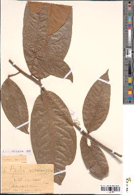 spécimen de Aniba rosaeodora