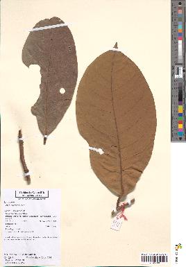 spécimen de Aniba rosaeodora