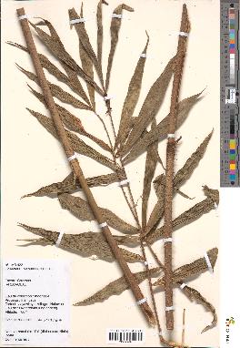 spécimen de Calamus sp.
