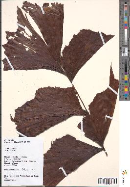 spécimen de Caryota sp.