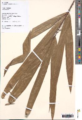 spécimen de Calamus sp.