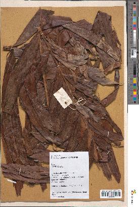 spécimen de Daemonorops sp.