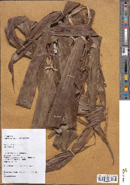 spécimen de Daemonorops sp.