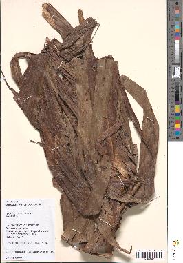 spécimen de Daemonorops sp.