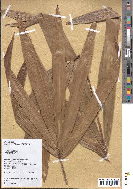 spécimen de Calamus sp.