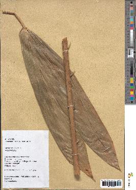 spécimen de Calamus sp.