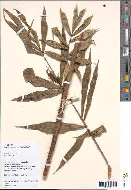 spécimen de Calamus sp.