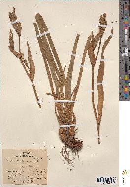spécimen de Iris pseudacorus