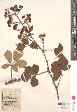 spécimen de Rubus ulmifolius