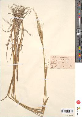 spécimen de Triticum monococcum