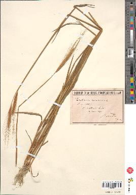 spécimen de Triticum monococcum