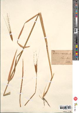 spécimen de Triticum monococcum