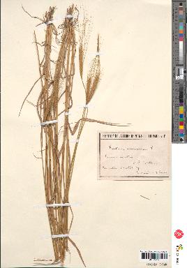 spécimen de Triticum monococcum