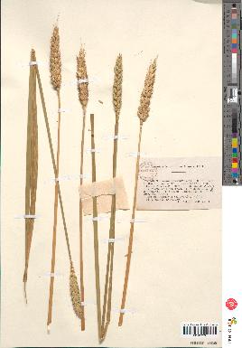 spécimen de Triticum sativum