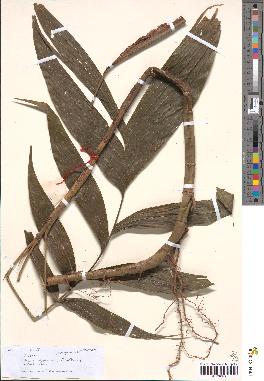 spécimen de Bactris sp.