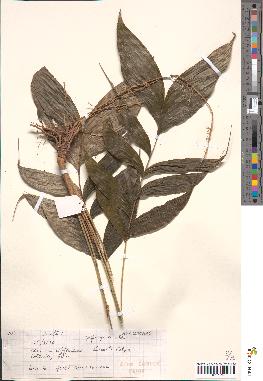 spécimen de Bactris sp.