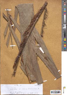 spécimen de Bactris sp.