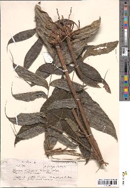 spécimen de Bactris sp.