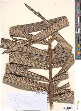 spécimen de Bactris sp.