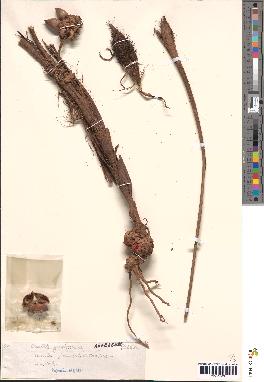 spécimen de Bactris gastoniana