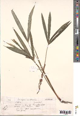 spécimen de Oenocarpus multicaulis