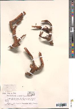 spécimen de Oncocalamus mannii