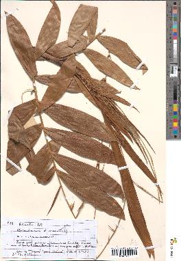 spécimen de Oncocalamus mannii