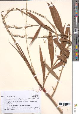 spécimen de Oncocalamus wrightianus