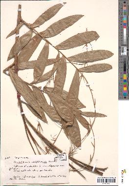 spécimen de Oncocalamus wrightianus