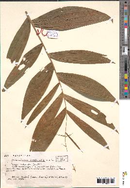 spécimen de Oncocalamus wrightianus
