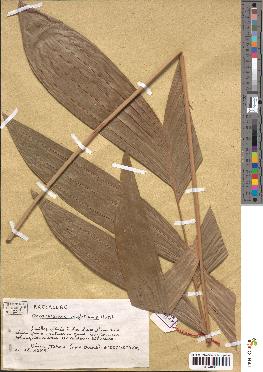 spécimen de Oncocalamus wrightianus