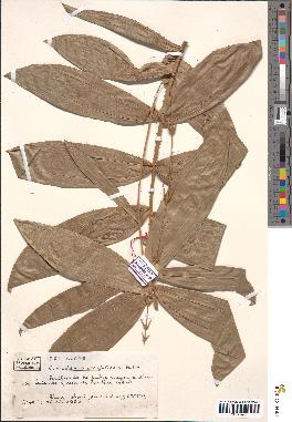 spécimen de Oncocalamus wrightianus