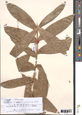 spécimen de Oncocalamus wrightianus