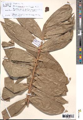 spécimen de Oncocalamus wrightianus