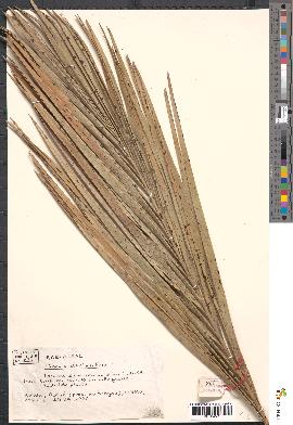 spécimen de Phoenix dactylifera
