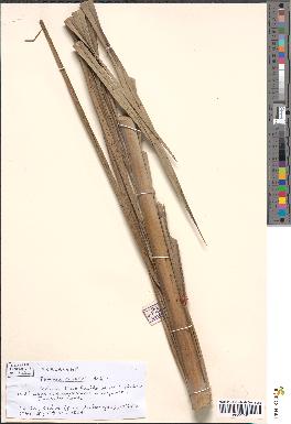 spécimen de Phoenix dactylifera