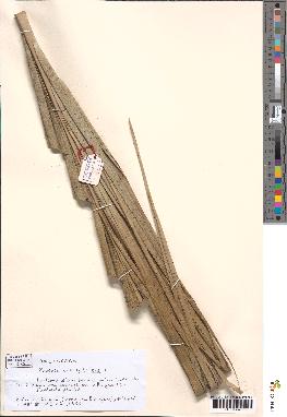 spécimen de Phoenix dactylifera