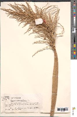 spécimen de Phoenix dactylifera