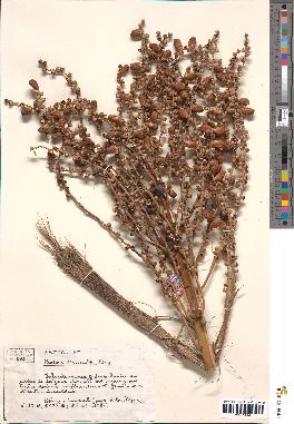 spécimen de Phoenix reclinata
