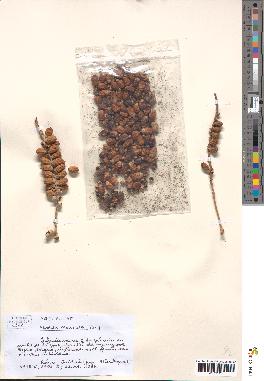 spécimen de Phoenix reclinata