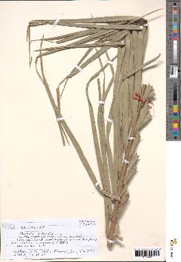 spécimen de Phoenix reclinata