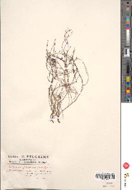 spécimen de Satureja filiformis